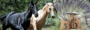 How To Budget For Horse Ownership – An In-depth Guide