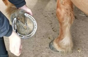How To Pick Out A Horse’s Hoof – 9 Easy Steps