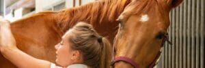 How To Groom Your Horse – 9 Easy Steps
