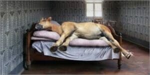 The Top 5 Bedding For Horses – With Photos